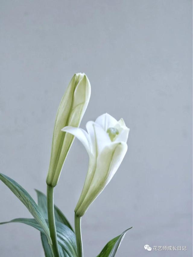 好看的重瓣百合，阳台养重瓣百合花
