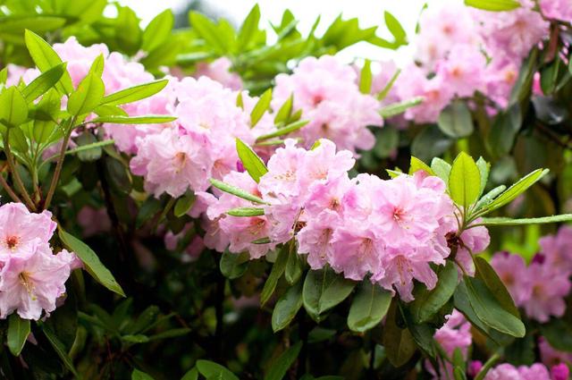 湖南株洲哪里有花海，“五一”不扎堆③