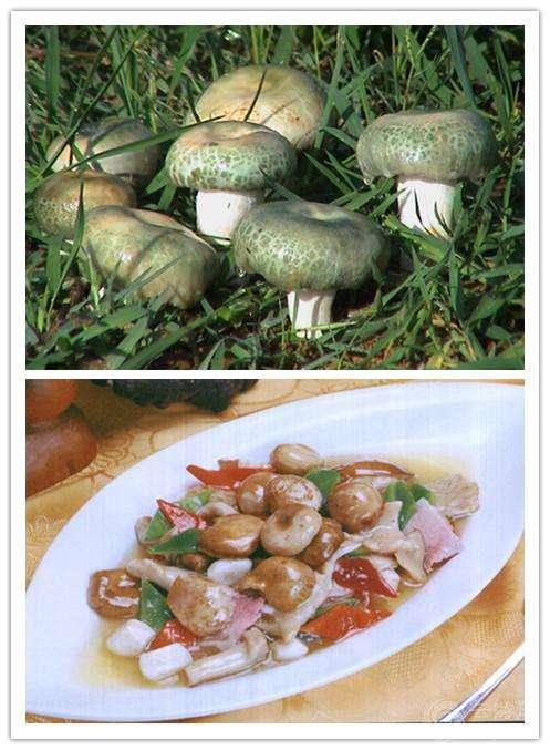 常见的十种食用菌，分享几种可以食用的菌