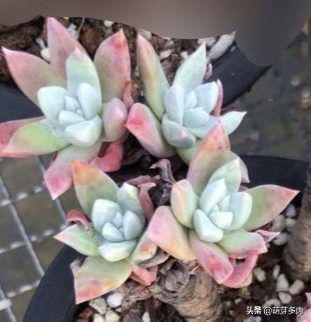 多肉仙女杯状态，从白菊开始的仙女杯