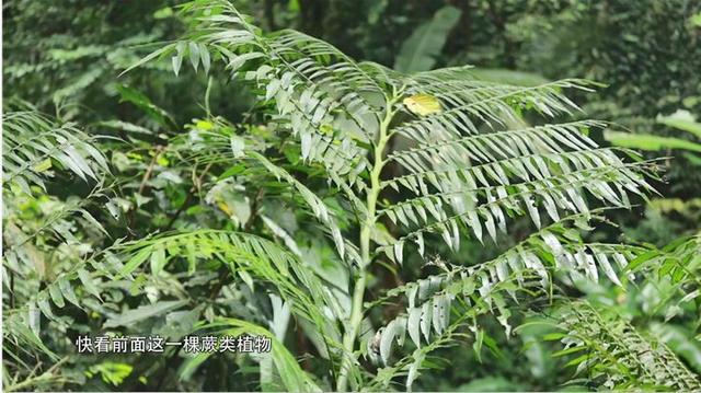 贵州大明边城旅游攻略，足不出户云旅游