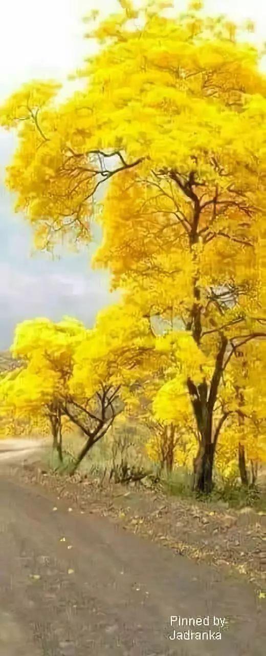 老树长新芽枯木又开花，枯木逢春老树开花