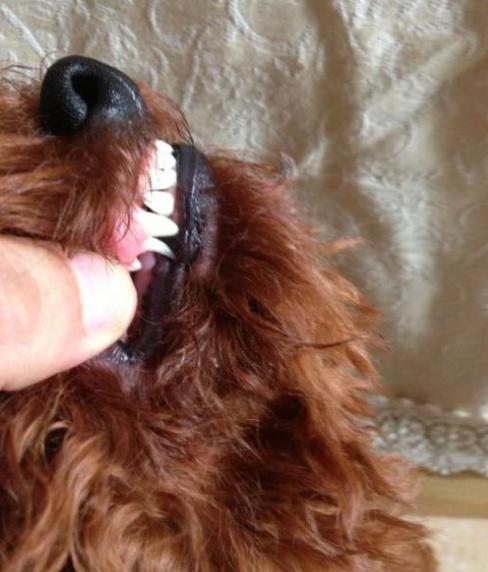 泰迪几个月换牙，泰迪狗一般几个月开始换牙（主人要做好这5点）