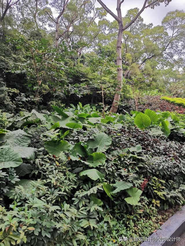 深圳市南山区中山公园，广东省深圳市中山公园