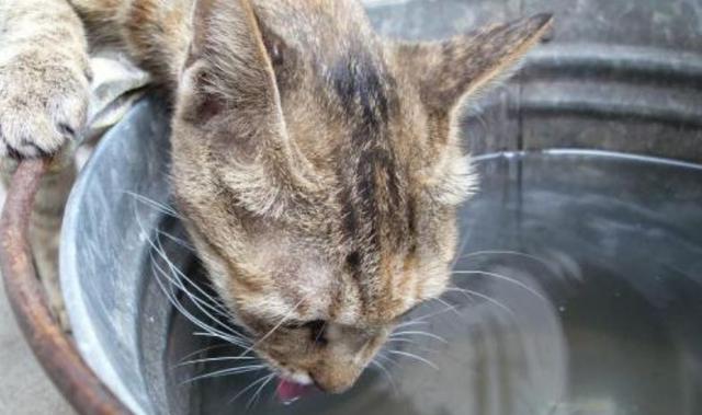 猫咪可以喝温水吗，猫咪能喝煮开的水吗（天冷了，猫咪也要多喝热水）