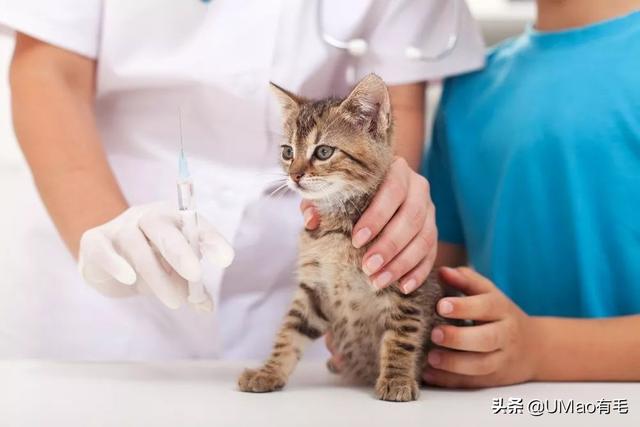 飞机托运猫咪流程，需要办理什么手续