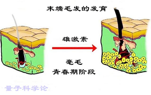原始人进化图片，人类进化全过程证据