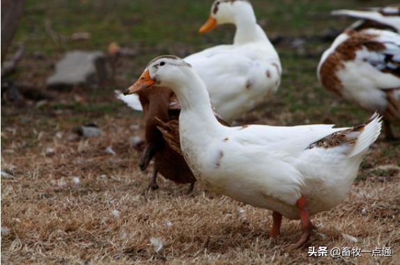 死胎蛋照射的图片，鸭蛋怎么孵化需要准备什么（浙江一母鸡竟生下这样的蛋……养鸡十几年第一次见）