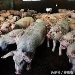 猪蓝耳病的症状，猪得蓝耳病啥症状（猪蓝耳病的症状及治疗方法）