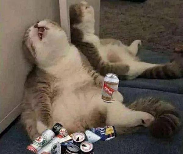 猫咪能吃海苔吗，养猫时什么食物不能吃（猫咪不能吃的10种常见食物大公开）