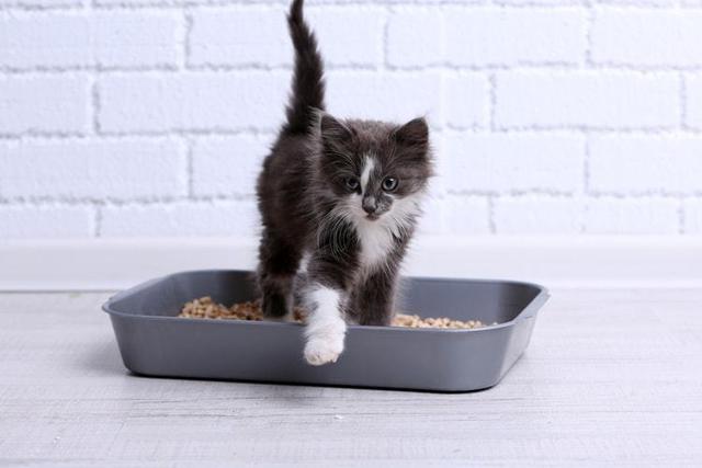 猫糖尿病尿大(猫糖尿病尿大便正常吗)