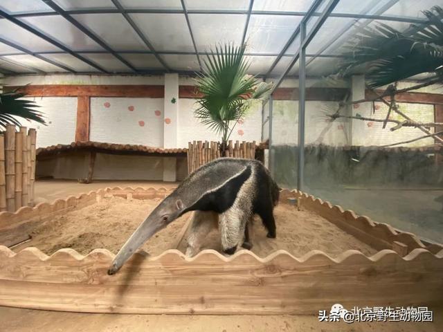 动物的过冬方式，三种小动物过冬方式（躺“棉垫”……看它们如何过冬）