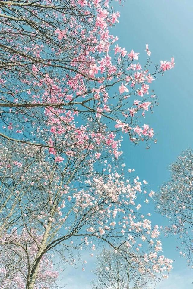 春天踏春赏花时间表，2023春日赏花踏青去哪