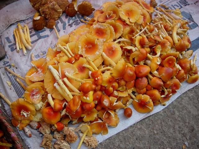 红色的有毒蘑菇有哪几种，颜色鲜艳的蘑菇就是有毒的吗