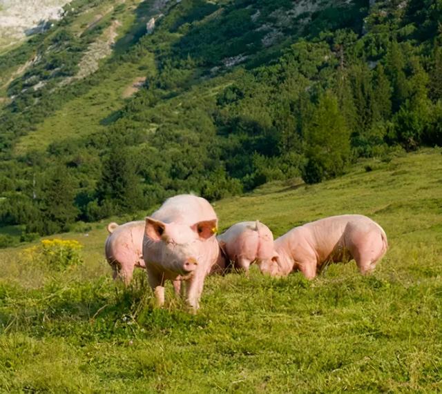 美食珍馐味道绵州，彝人古镇小吃推荐