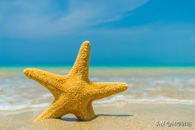海星到底能吃不，你可别在这种地方买海星