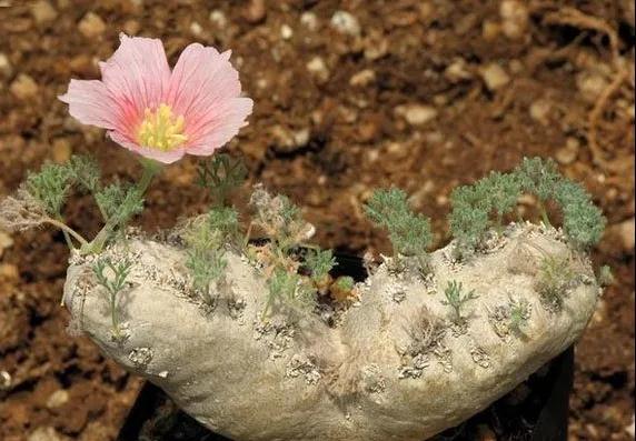 多肉植物种类科普，100种常见多肉图鉴