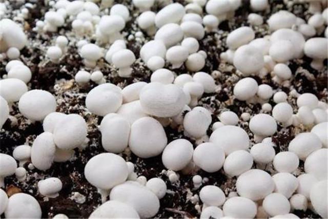 菌菇的栽培技术，蘑菇高效优质栽培技术要点