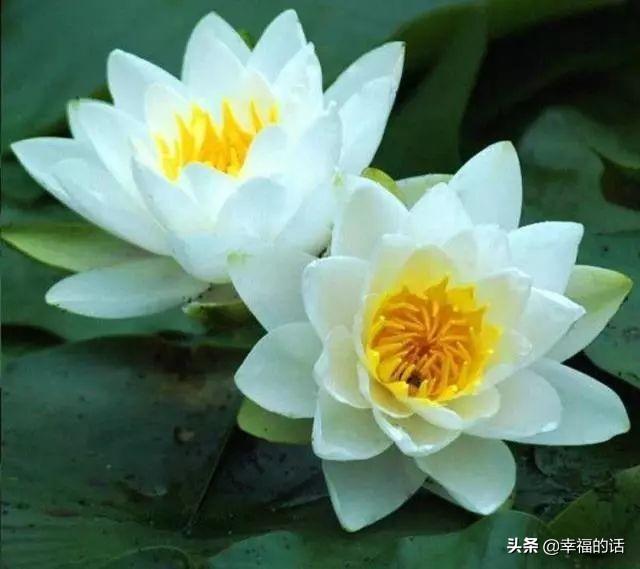 送老婆鲜花寄语简短 老公送老婆什么花好