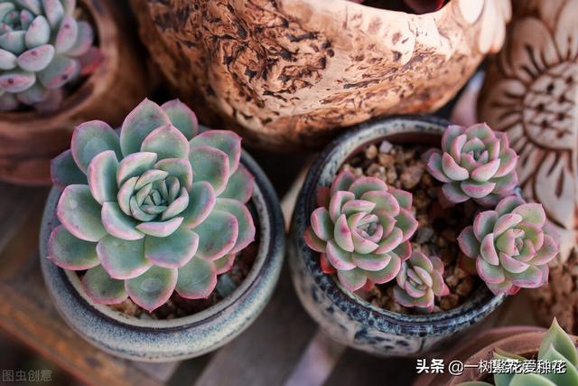 多肉花月夜外形介绍，12种多肉花月夜系多肉