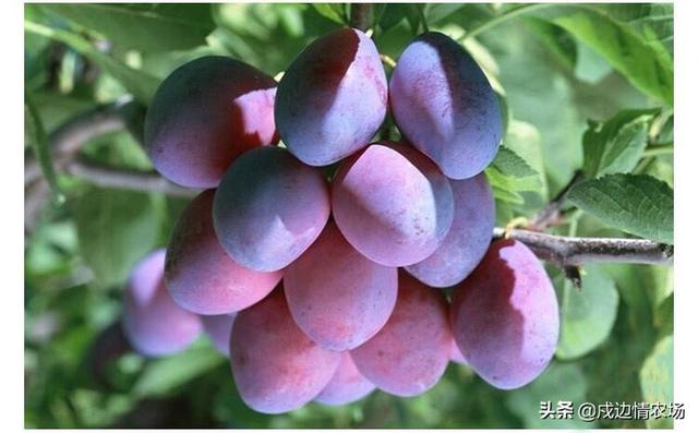 冰冻西梅的吃法，美味我们是认真的