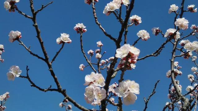 杏花诗词集锦，杏花疏影里吹笛到天明