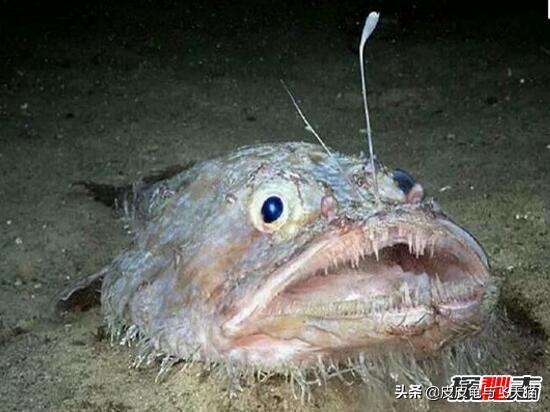 萤火虫能够发光的原理是什么，科学揭秘生物发光之谜