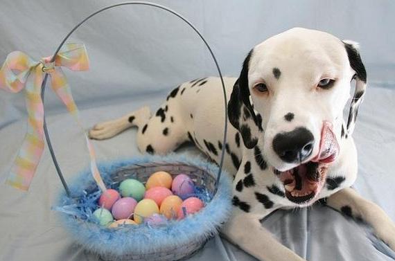 狗狗喜欢吃什么，狗狗爱吃什么食物对身体好（狗狗超爱吃的6种食物）