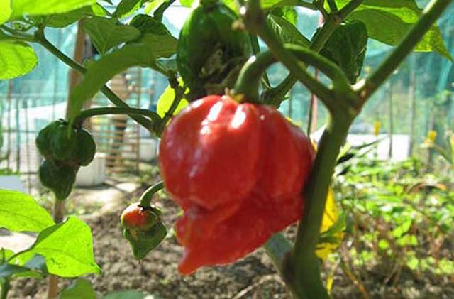 世界辣椒辣度排名，世界上最辣的辣椒十大排名（世界十大最辣辣椒）