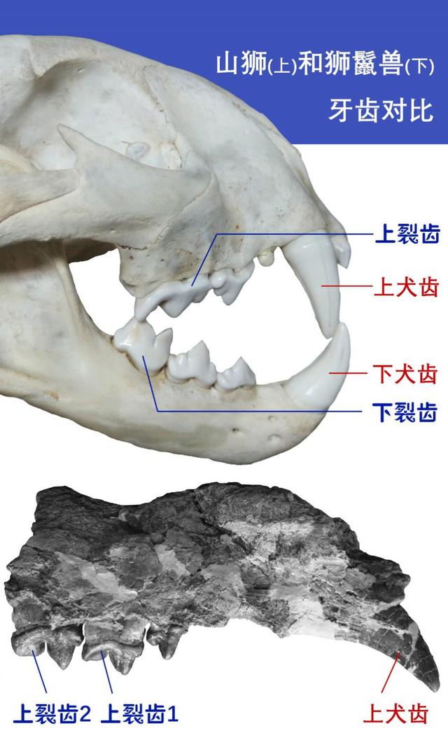 非洲雄狮与母狮数量，战斗力会超过普通狮群吗