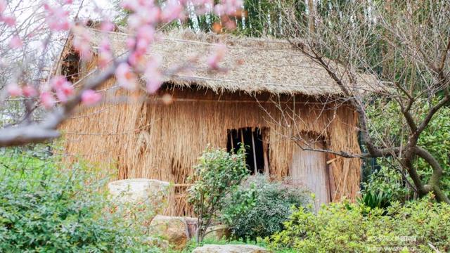 蜡梅与腊梅的区别，蜡梅是梅花吗究竟是（腊梅花与蜡梅有什么区别）