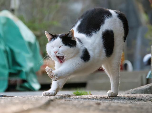 猫咪的尾巴竖起来是什么表现，猫咪像电线杆一样的尾巴可以给我们传递什么信息呢