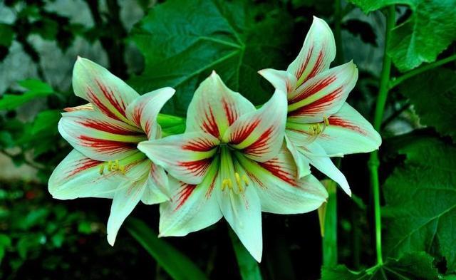 朱顶红开花后怎么处理，朱顶红开花了以后怎么养