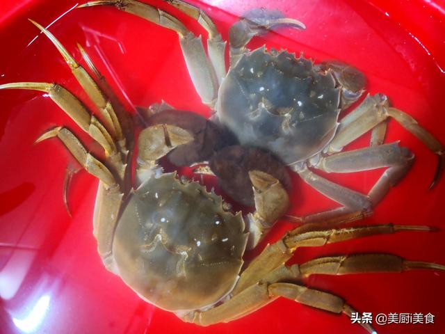 大闸蟹要蒸多久，大闸蟹一般清蒸要蒸多久（清蒸大闸蟹）