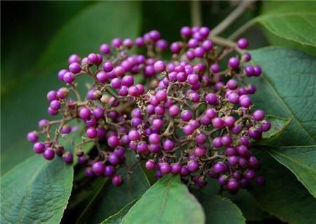 8种天然盆景大全，18个·高颜值盆景，太惊艳了