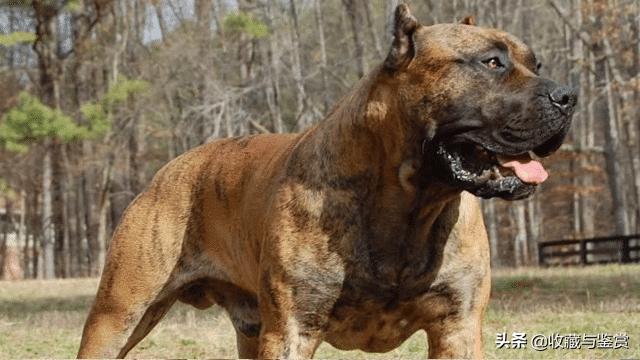 世界上最凶猛的犬，世界最凶猛十大犬种