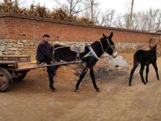 分辨驴肉和马肉，农村俗语驴肉香