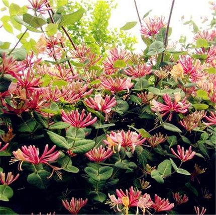 金银花种植技术全过程，金银花栽培技术