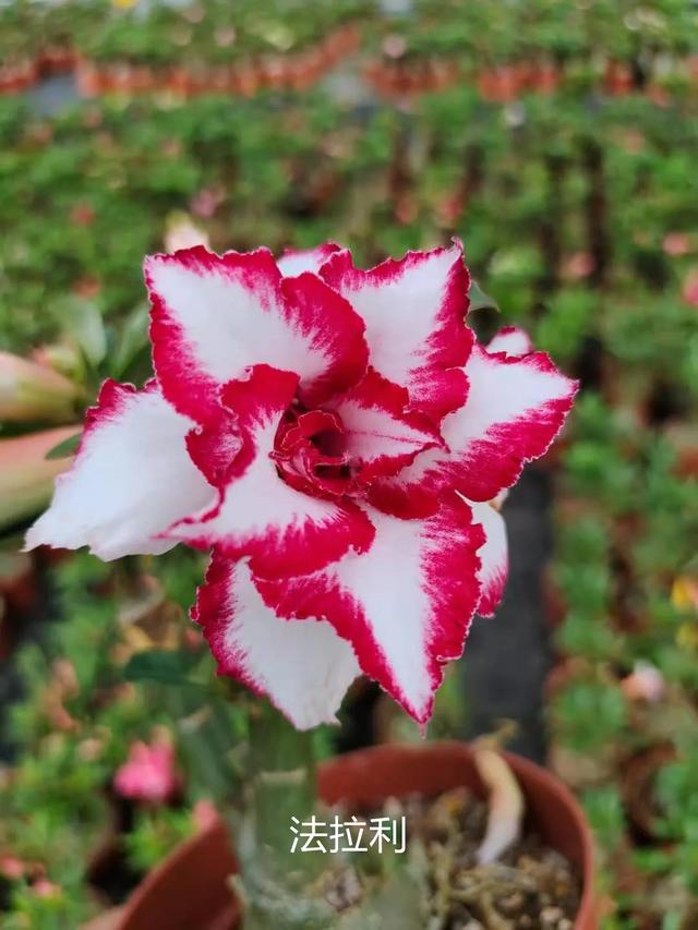 沙漠玫瑰怎么养，沙漠玫瑰的养殖方法多久能开花（真正会养的只需做5点）