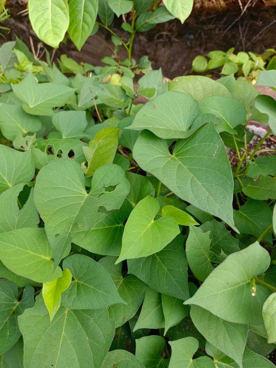 为什么很多人去印尼打工，记录印尼打工生活点滴