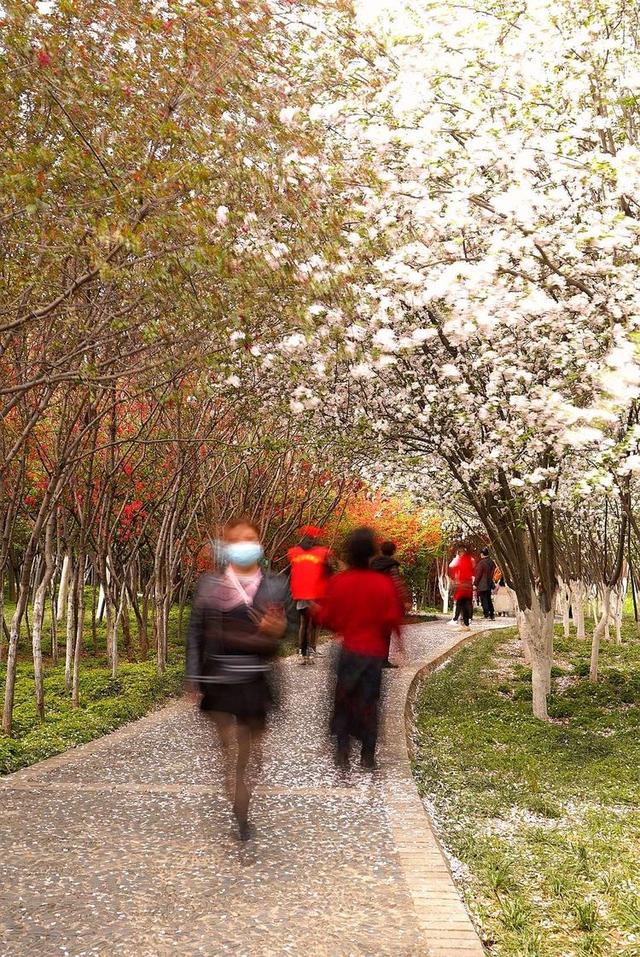 洛阳樱花道旅游攻略，樱花大道游人流连忘返