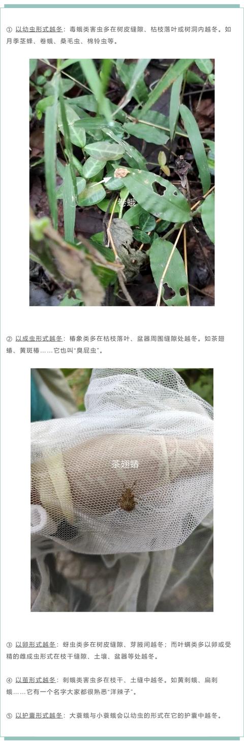 害虫的危害和防治方法，防治蚜虫、粉虱、飞虱最经典的药剂