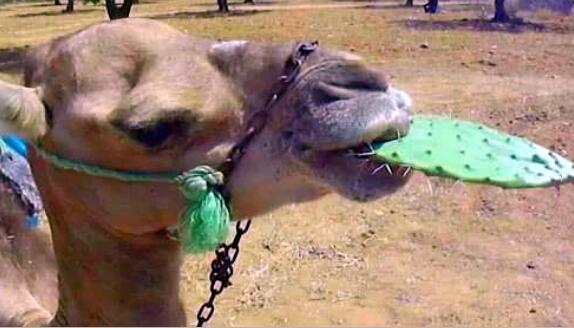 骆驼口腔构造图，仙人掌那么多刺为什么骆驼能吃