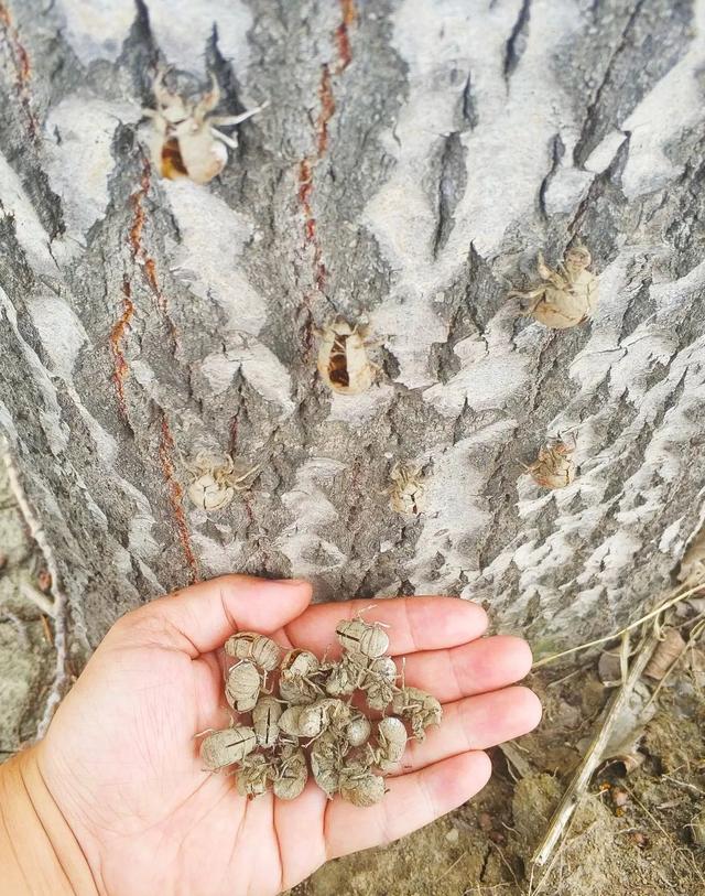 蝉一共有几种种类，青岛当地叫“截流”。主要有三种