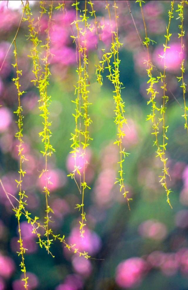 带有春风的诗词句有哪些，58句春风诗词送给你