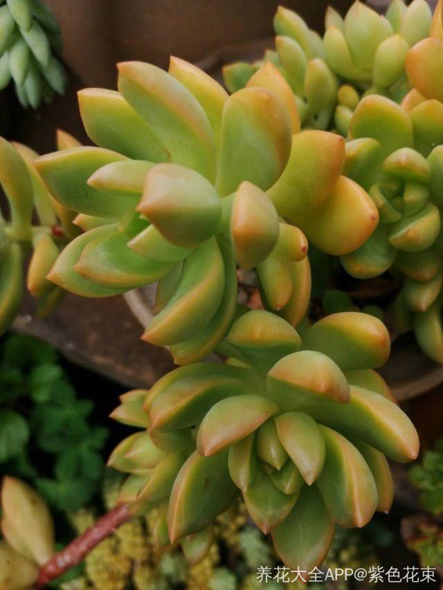 养着省心颜值高又爱长爆盆的多肉，这些多肉大普货