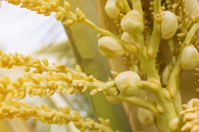 超级好喝的热巧克力，今天喝什么？热可可