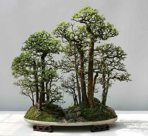 盆景，盆景简单介绍