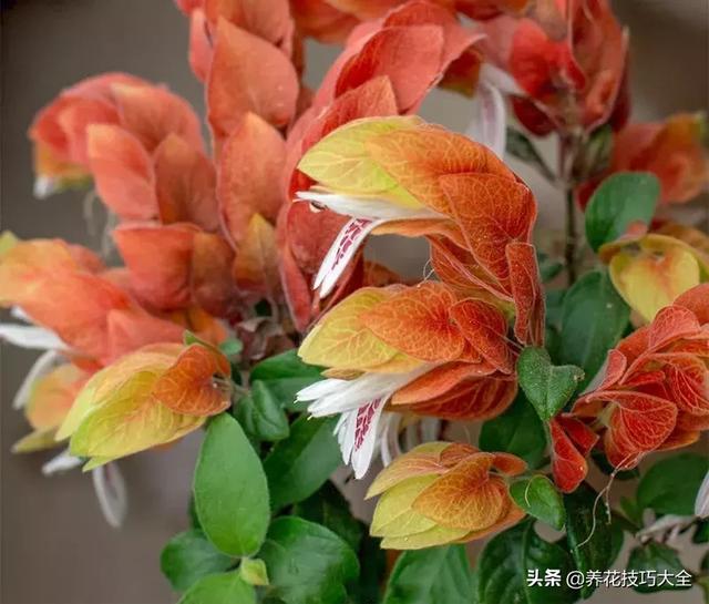 四季开花的花卉，十种四季开花的花卉有哪些（俏丽多姿的花卉）