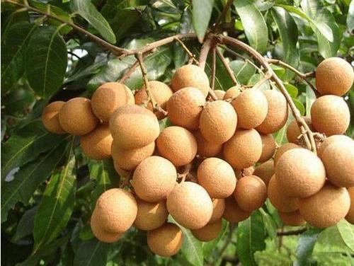 龙眼的种植技术方法，龙眼的栽培方法与田间管理